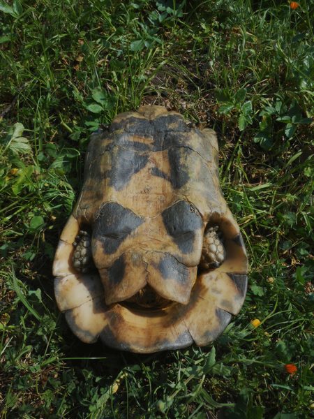 Testudo marginata